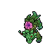 Peony